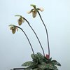 Пафиопедилум (Paphiopedilum) bullenianum 
